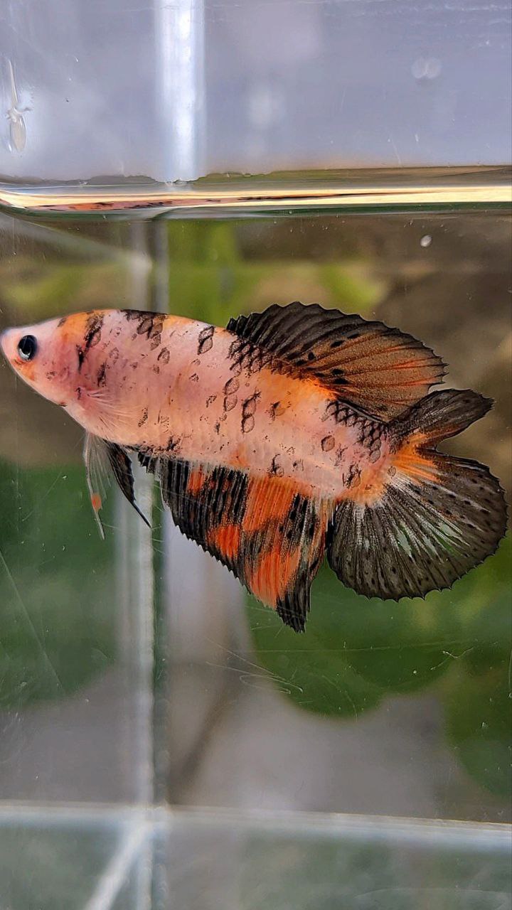 FEMALE VEILTAIL DOUBLE TAIL KOI MULTICOLOR BETTA FISH