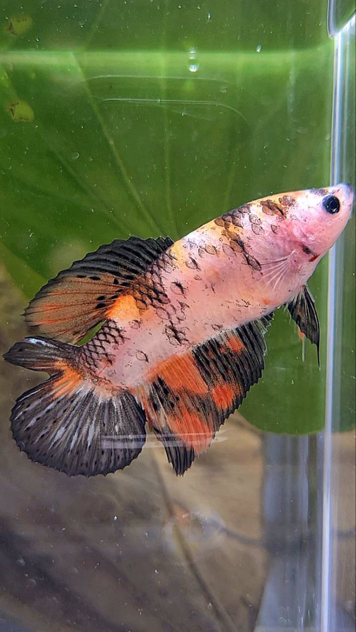 FEMALE VEILTAIL DOUBLE TAIL KOI MULTICOLOR BETTA FISH