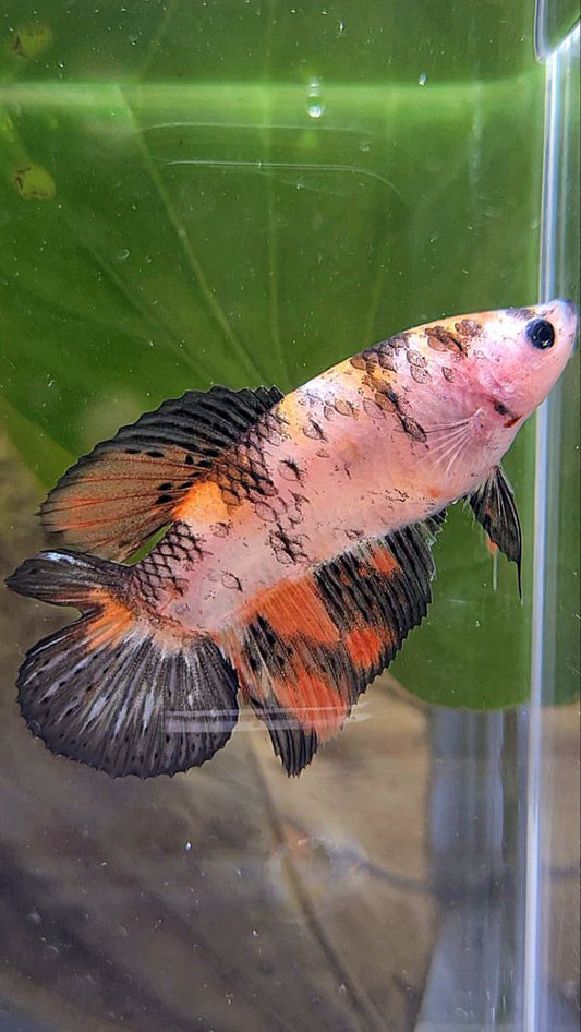 FEMALE VEILTAIL DOUBLE TAIL KOI MULTICOLOR BETTA FISH