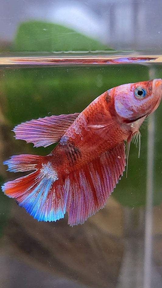 FEMALE HALFMOON DOUBLE TAIL BARONGSAI RED WHITE GALAXY MULTICOLOR BETTA FISH