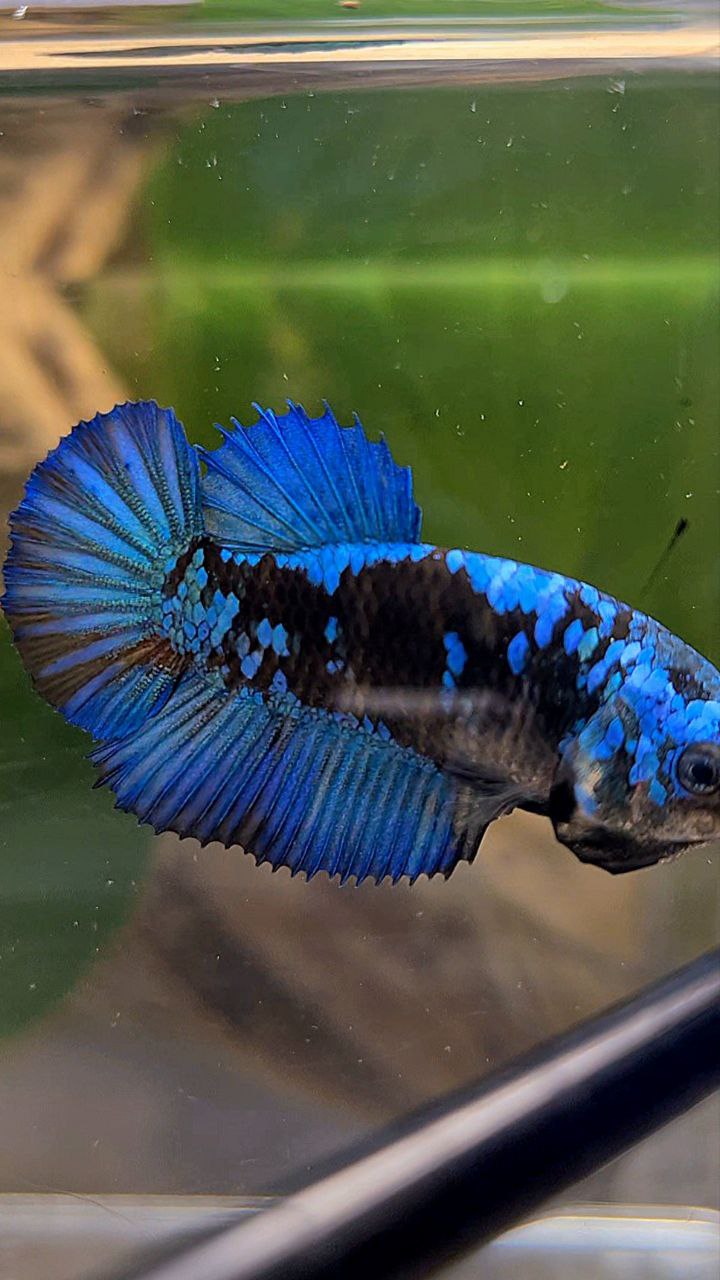FEMALE HALFMOON BLACK GALAXY AVATAR BLUE BETTA FISH