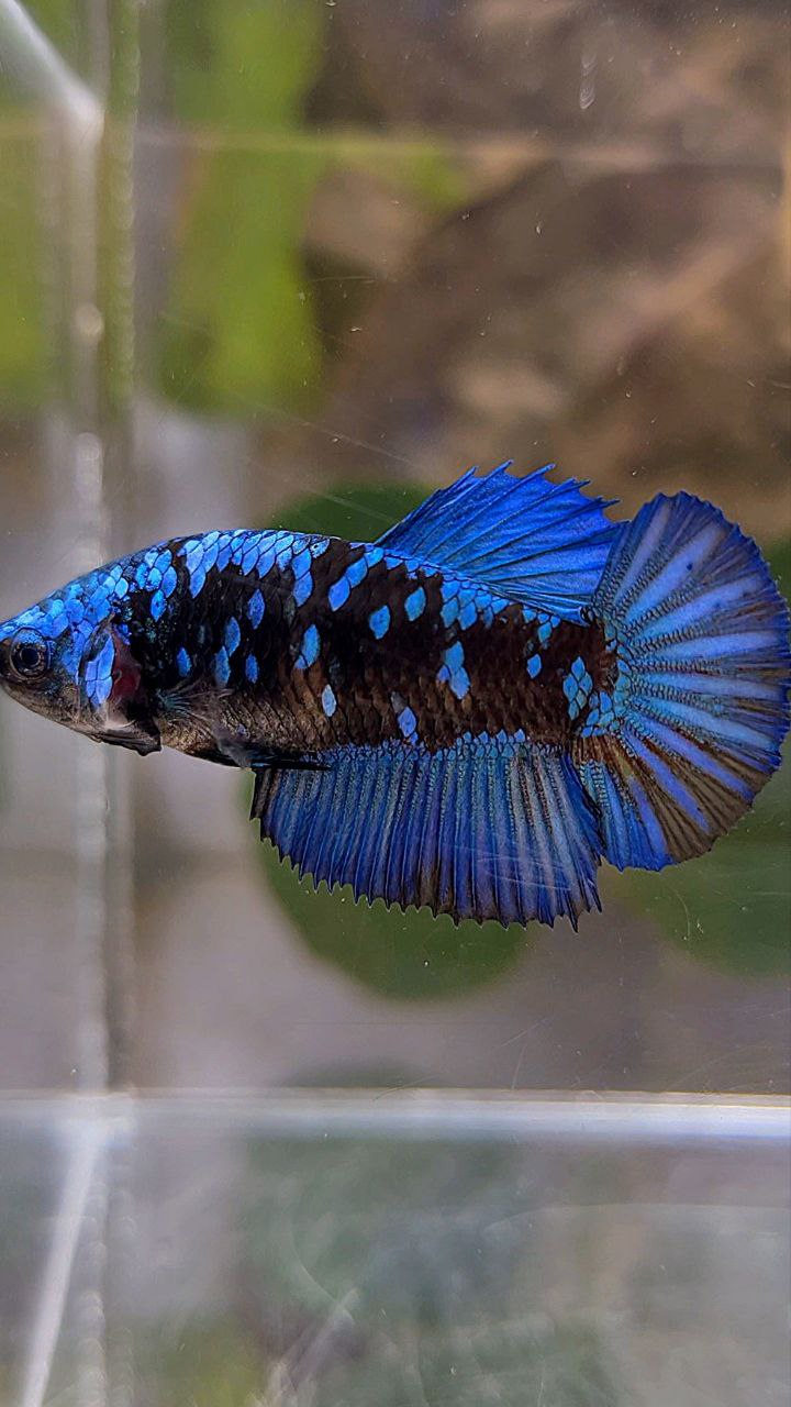 FEMALE HALFMOON BLACK GALAXY AVATAR BLUE BETTA FISH