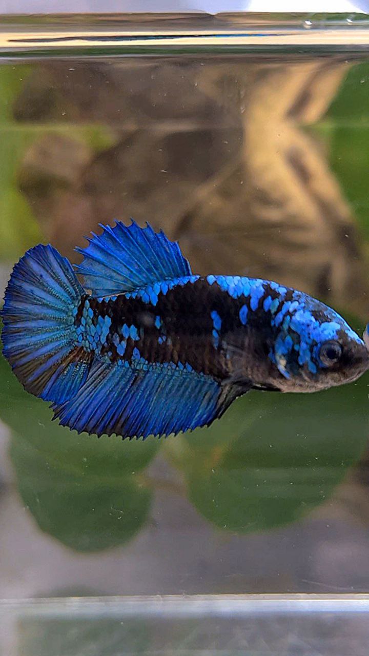 FEMALE HALFMOON BLACK GALAXY AVATAR BLUE BETTA FISH
