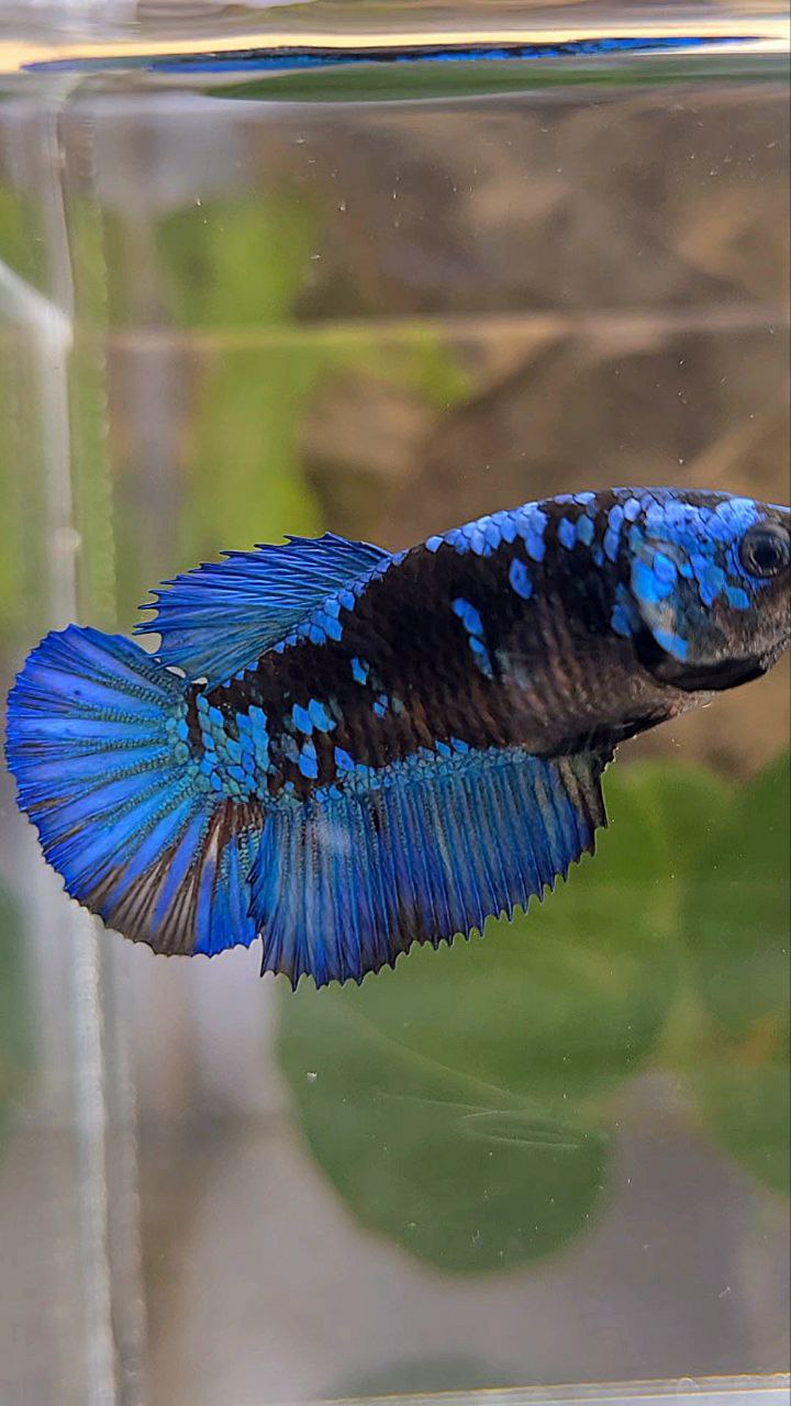 FEMALE HALFMOON BLACK GALAXY AVATAR BLUE BETTA FISH