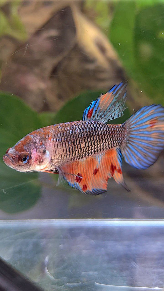 FEMALE VEILTAIL DARK NEMO METTALIC MULTICOLOR BETTA FISH