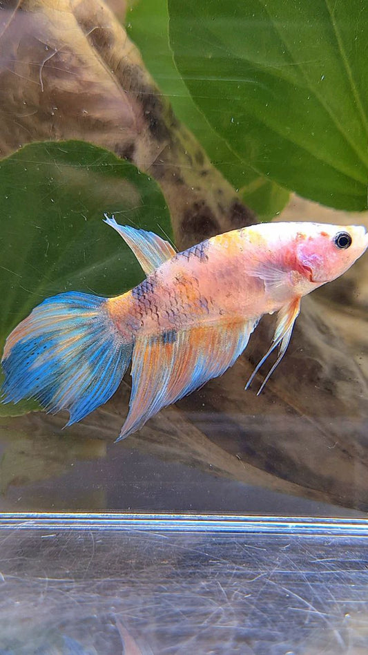 FEMALE VEILTAIL KOI YELLOW BLUE MULTICOLOR BETTA FISH