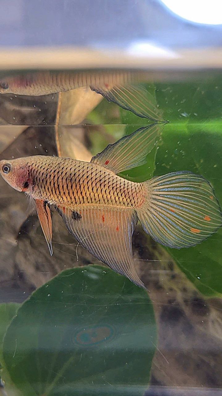 FEMALE VEILTAIL ARMAGEDDON DARK ORANGE PINEAPPLE BETTA FISH