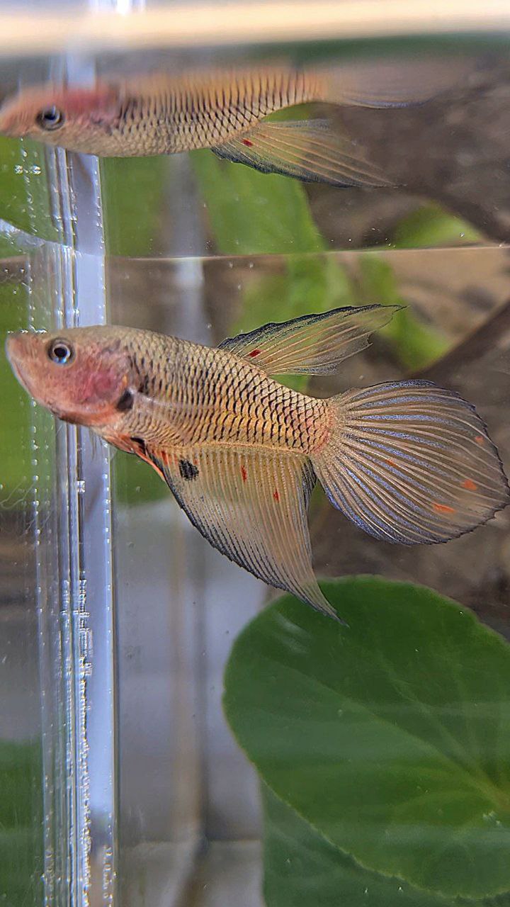 FEMALE VEILTAIL ARMAGEDDON DARK ORANGE PINEAPPLE BETTA FISH
