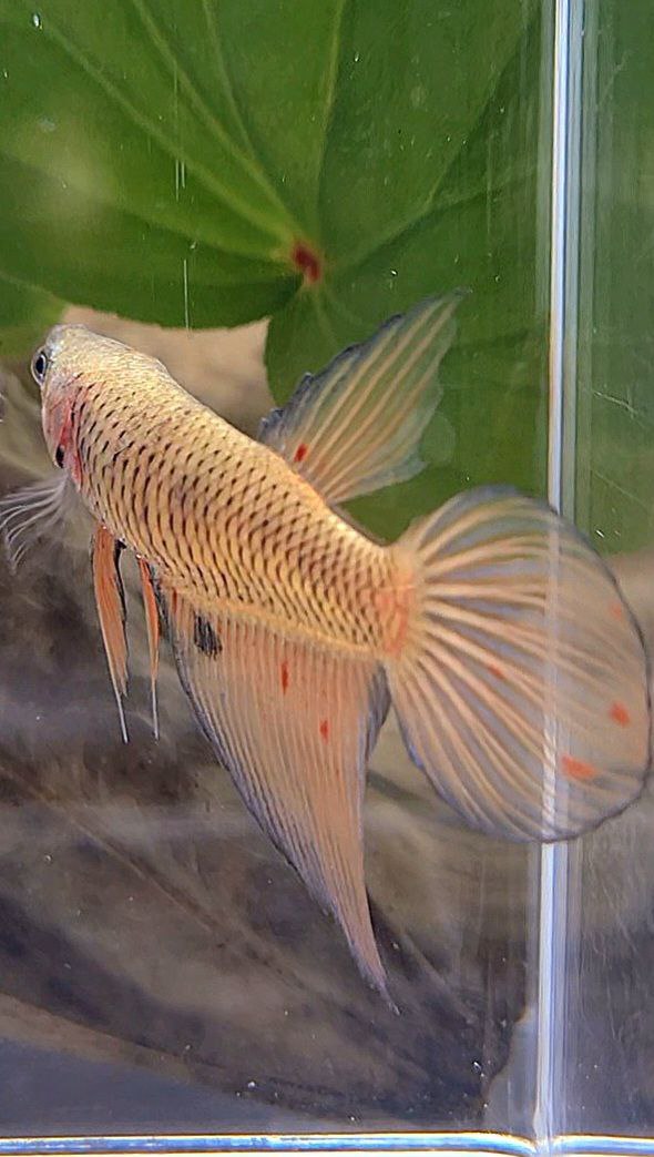 FEMALE VEILTAIL ARMAGEDDON DARK ORANGE PINEAPPLE BETTA FISH