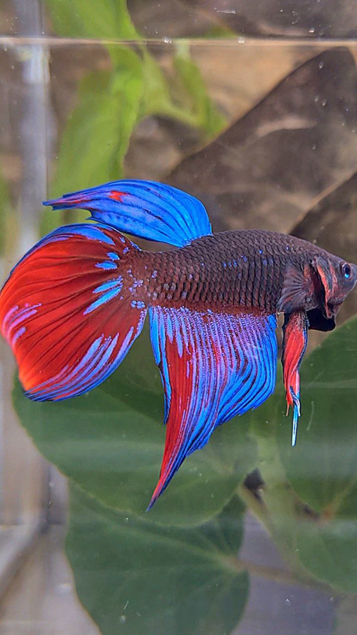 VEILTAIL BLACK SAPPHIRE AVATAR BLUE BETTA FISH