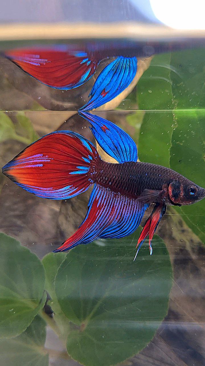 VEILTAIL BLACK SAPPHIRE AVATAR BLUE BETTA FISH