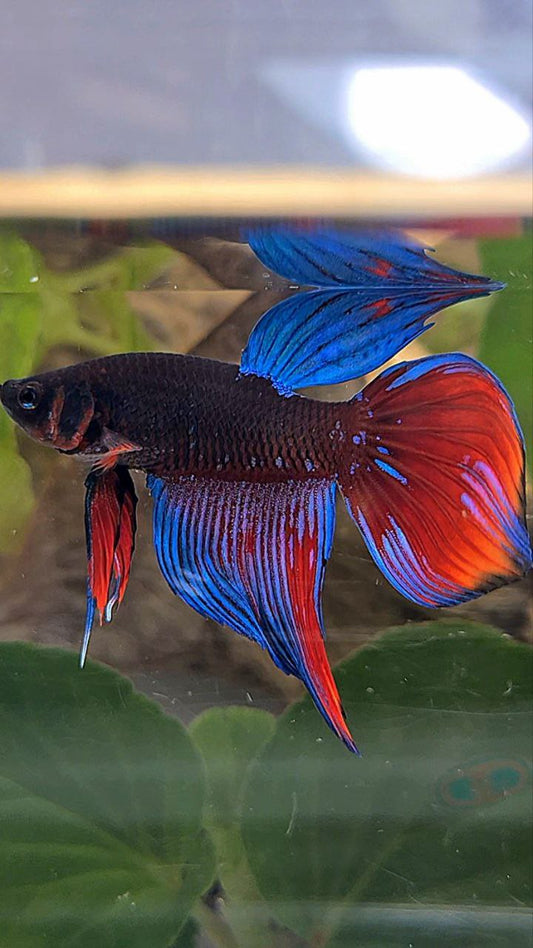 VEILTAIL BLACK SAPPHIRE AVATAR BLUE BETTA FISH