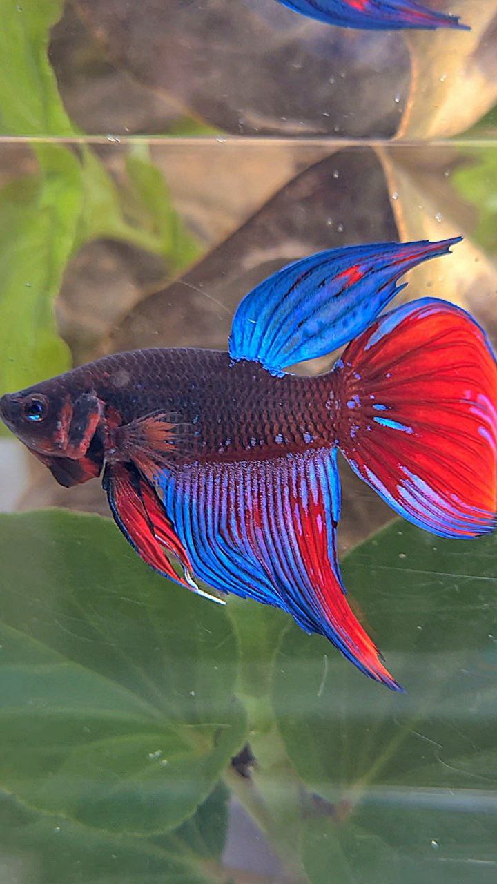 VEILTAIL BLACK SAPPHIRE AVATAR BLUE BETTA FISH