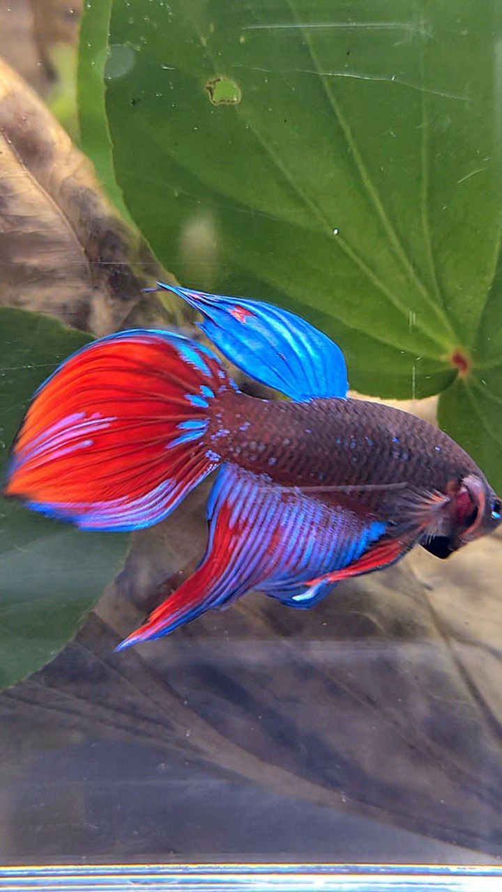 VEILTAIL BLACK SAPPHIRE AVATAR BLUE BETTA FISH