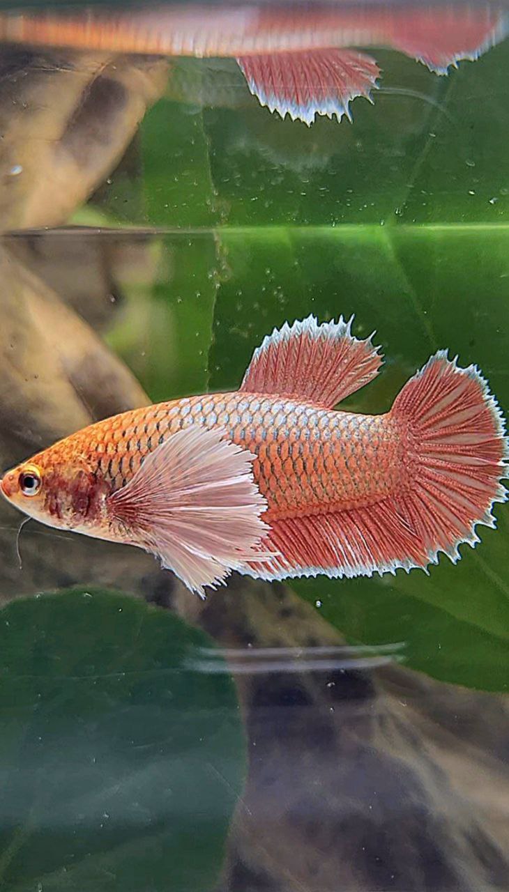 FEMALE PLAKAT DUMBO EAR ROSEGOLD BETTA FISH