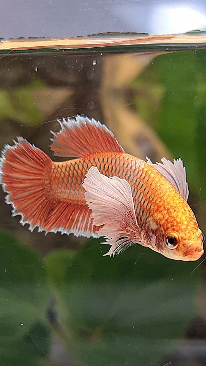 FEMALE PLAKAT DUMBO EAR ROSEGOLD BETTA FISH