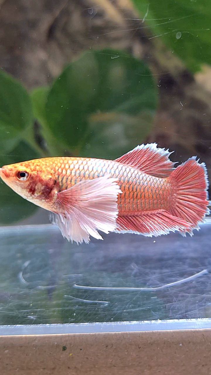 FEMALE PLAKAT DUMBO EAR ROSEGOLD BETTA FISH