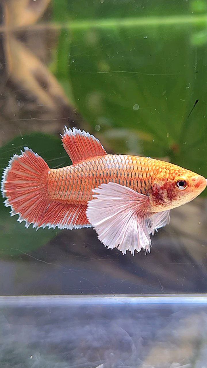 FEMALE PLAKAT DUMBO EAR ROSEGOLD BETTA FISH