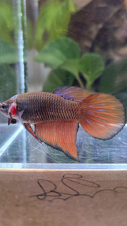 FEMALE VEILTAIL DARK ORANGE PINEAPPLE BETTA FISH