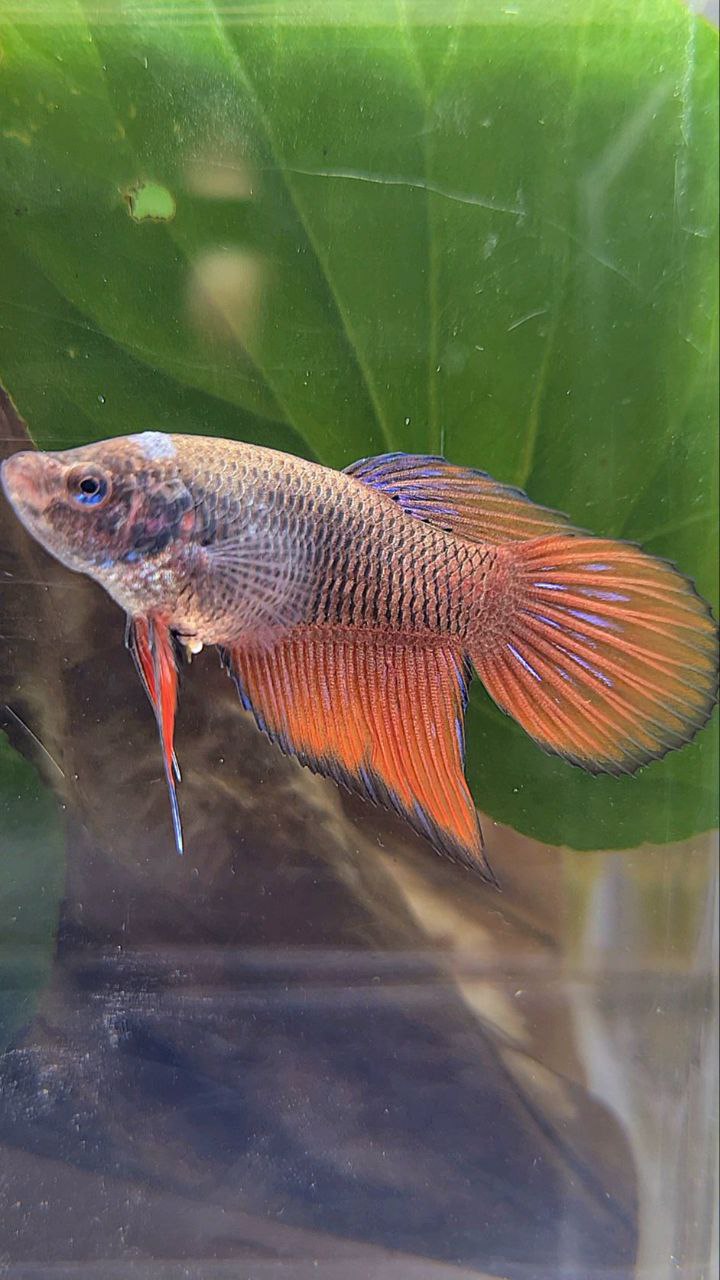 FEMALE VEILTAIL DARK ORANGE PINEAPPLE BETTA FISH