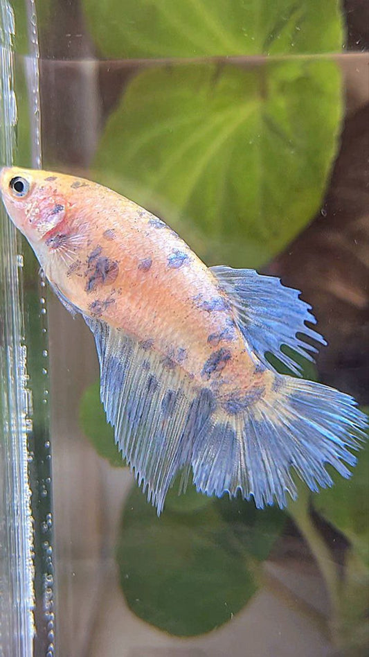 FEMALE HALFSUN WHITE BLUE SUPER DOTS MARBLE BETTA FISH