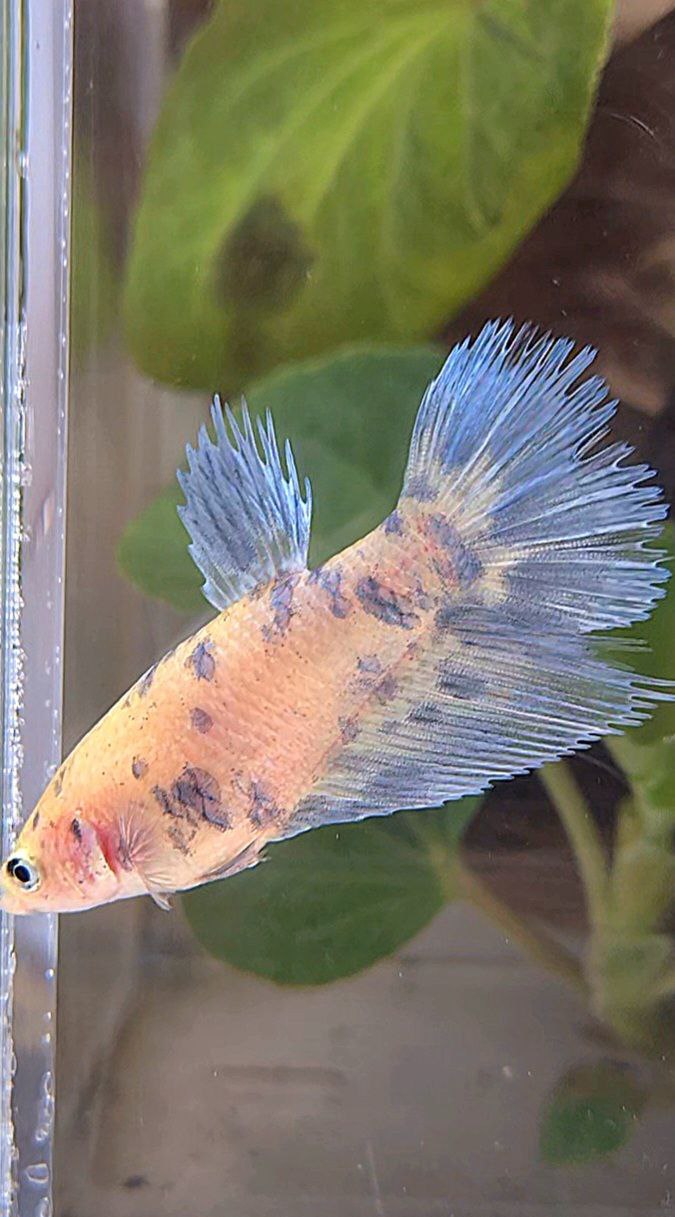 FEMALE HALFSUN WHITE BLUE SUPER DOTS MARBLE BETTA FISH