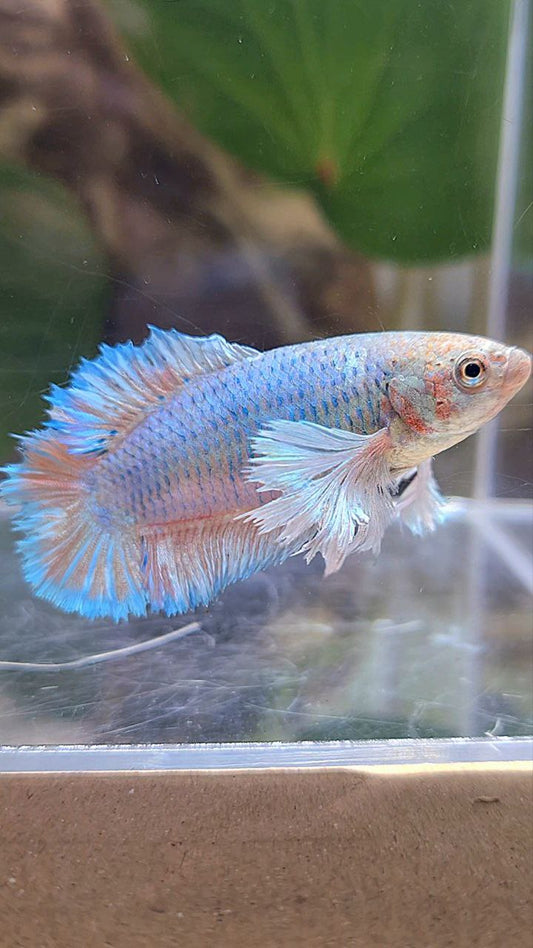 FEMALE PLAKAT DUMBO EAR DOUBLE TAIL BLUE BETTA FISH
