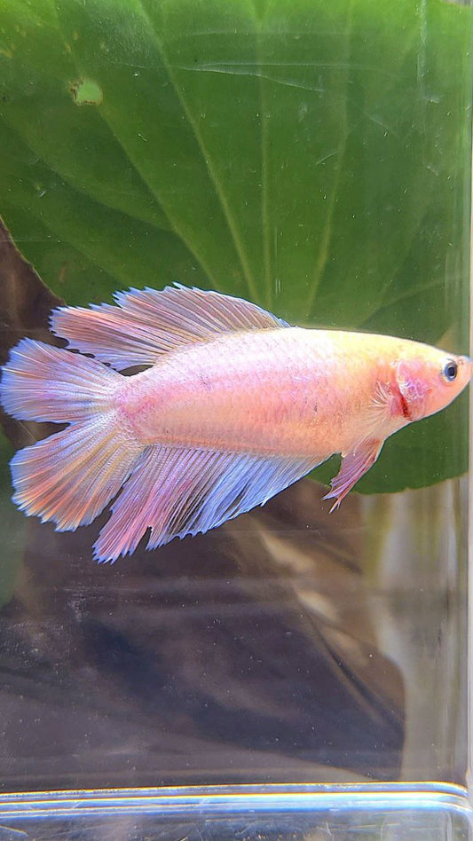 FEMALE HALFMOON DOUBLE TAIL PINK BETTA FISH
