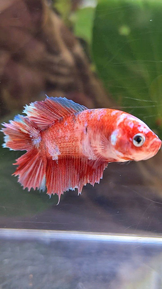 FEMALE HALFMOON DOUBLE TAIL BARONGSAI RED GALAXY MULTICOLOR BETTA FISH
