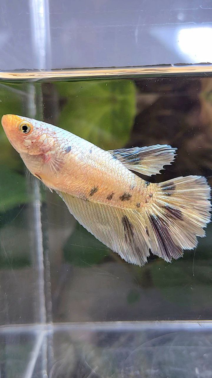 FEMALE HALFMOON WHITE COPPER FANCY YELLOW BETTA FISH