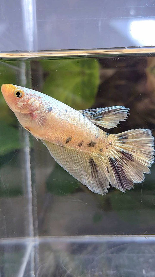 FEMALE HALFMOON WHITE COPPER FANCY YELLOW BETTA FISH