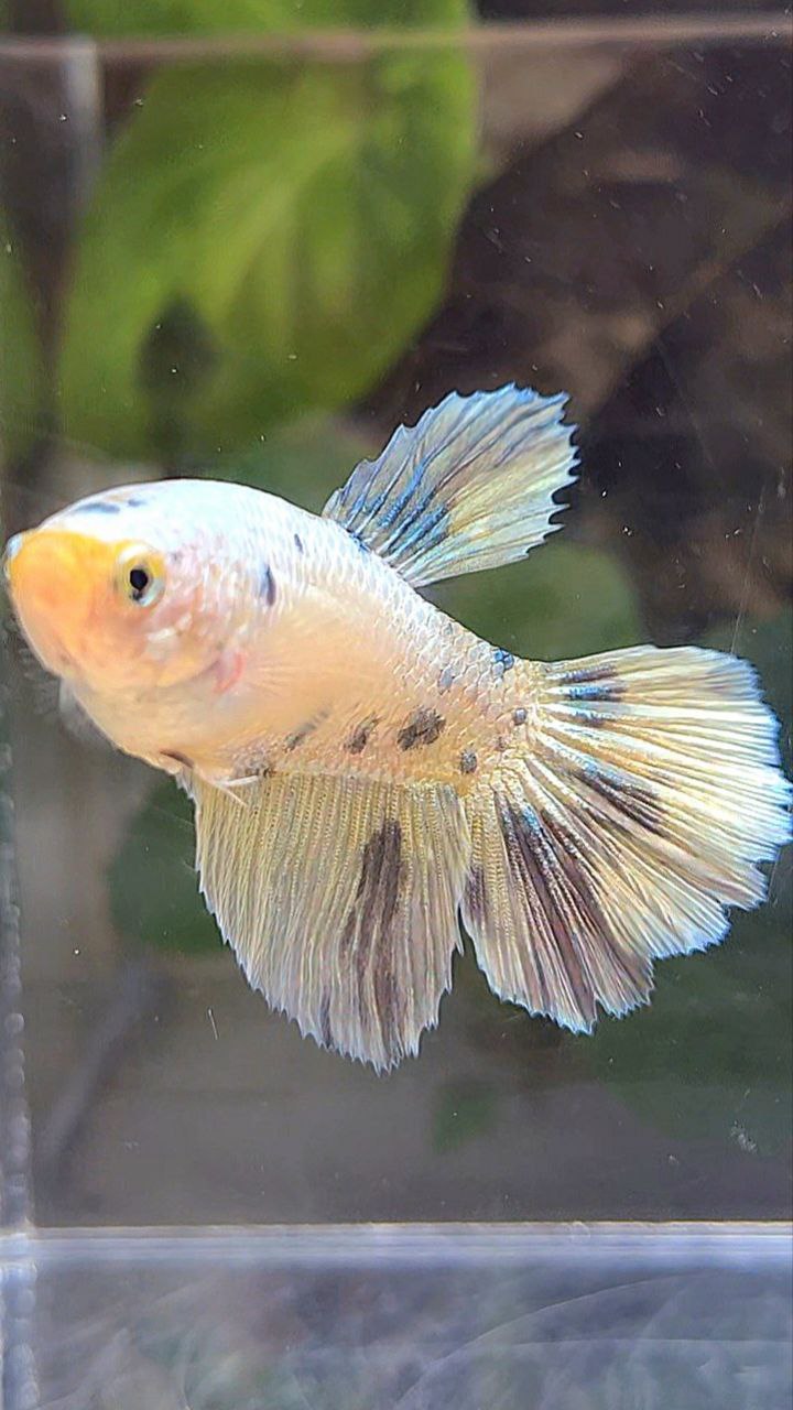 FEMALE HALFMOON WHITE COPPER FANCY YELLOW BETTA FISH