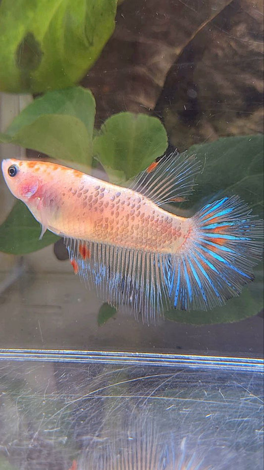 FEMALE HALFMOON KOI BETTA FISH