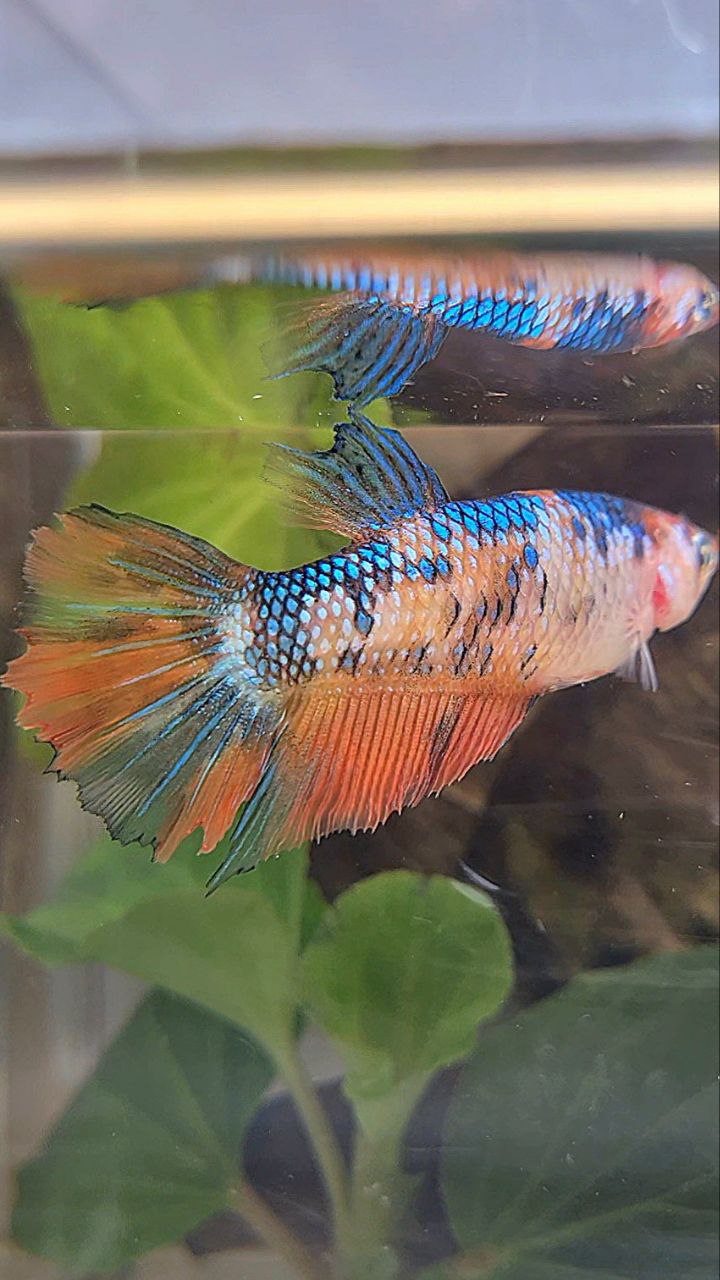 FEMALE HALFMOON ORANGE FANCY MULTICOLOR BETTA FISH