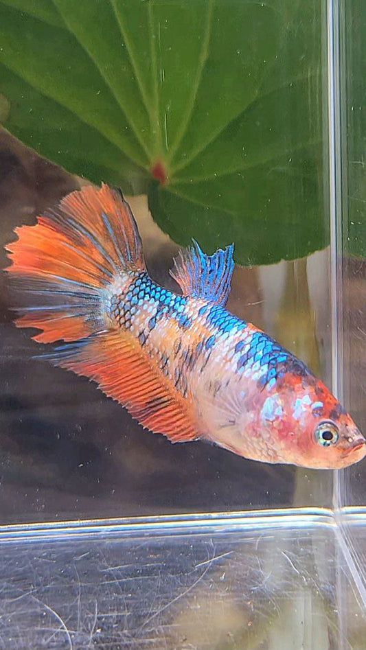 FEMALE HALFMOON ORANGE FANCY MULTICOLOR BETTA FISH