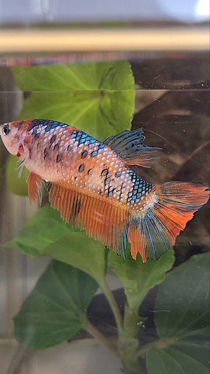 FEMALE HALFMOON ORANGE FANCY MULTICOLOR BETTA FISH