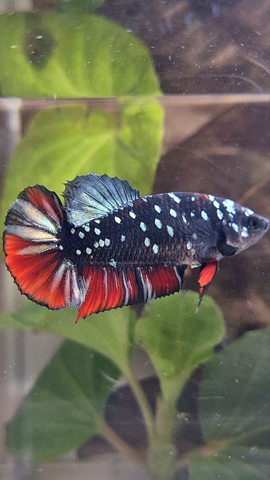 FEMALE PLAKAT BLACK GALAXY AVATAR COPPER VAMPIRE BETTA FISH