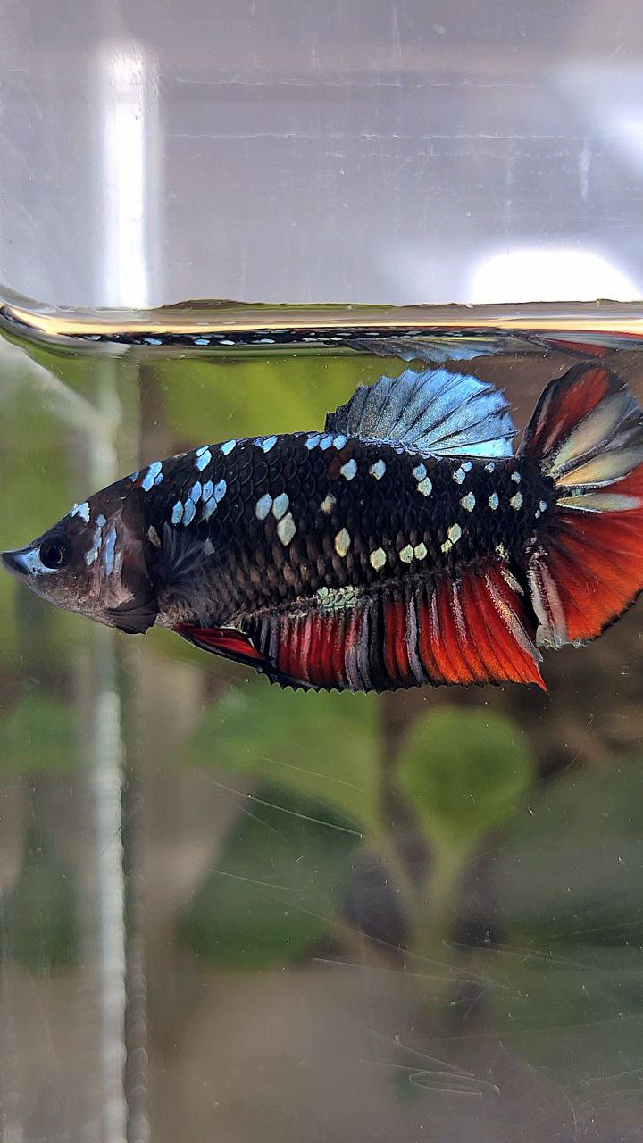 FEMALE PLAKAT BLACK GALAXY AVATAR COPPER VAMPIRE BETTA FISH