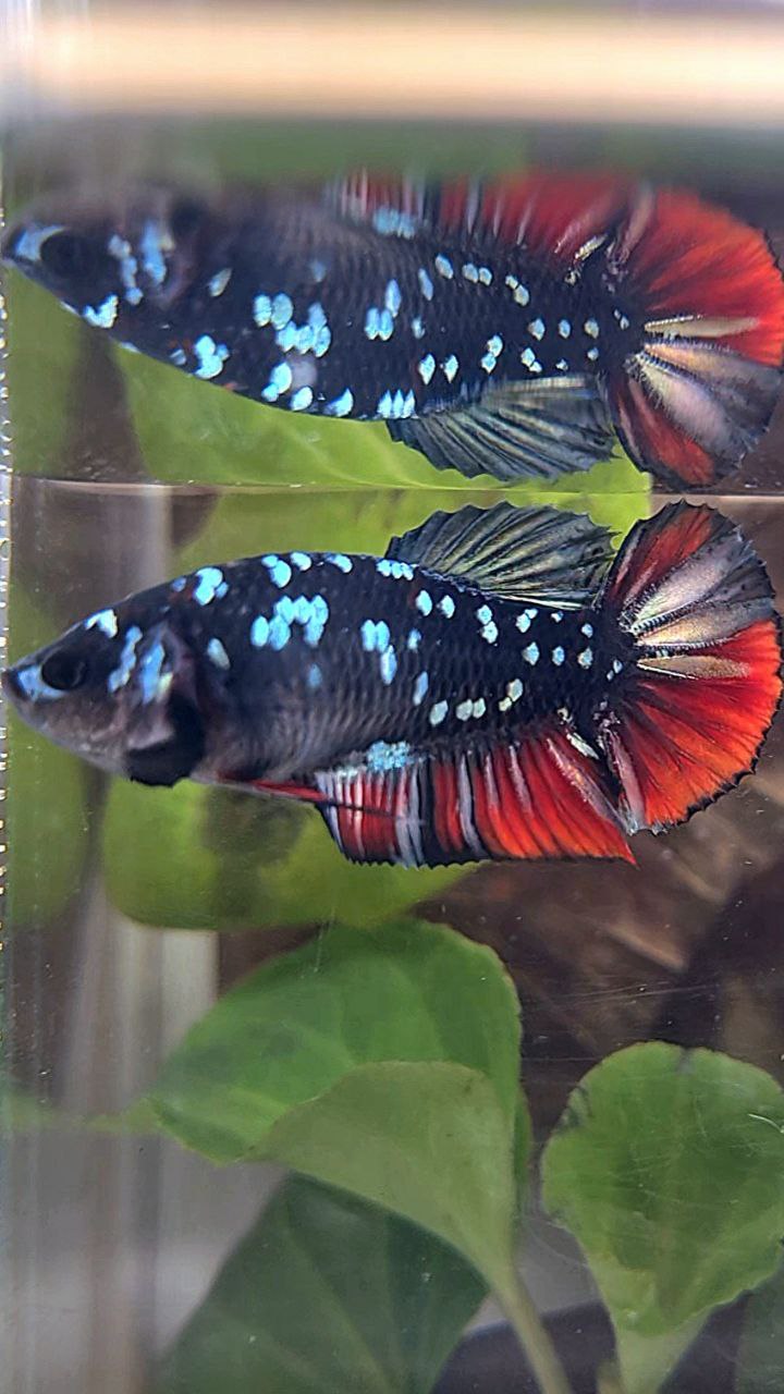FEMALE PLAKAT BLACK GALAXY AVATAR COPPER VAMPIRE BETTA FISH
