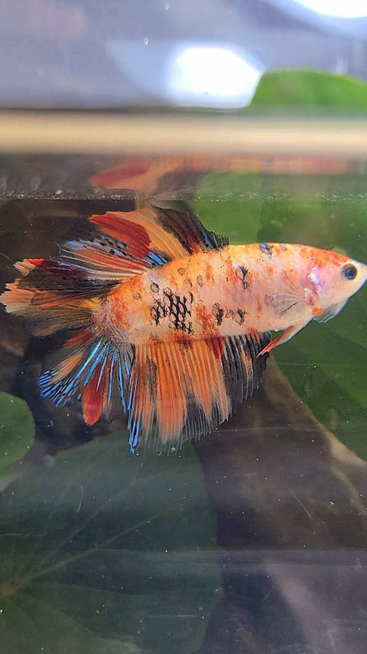 FEMALE HALFMOON DOUBLE TAIL KOI NEMO MULTICOLOR BETTA FISH