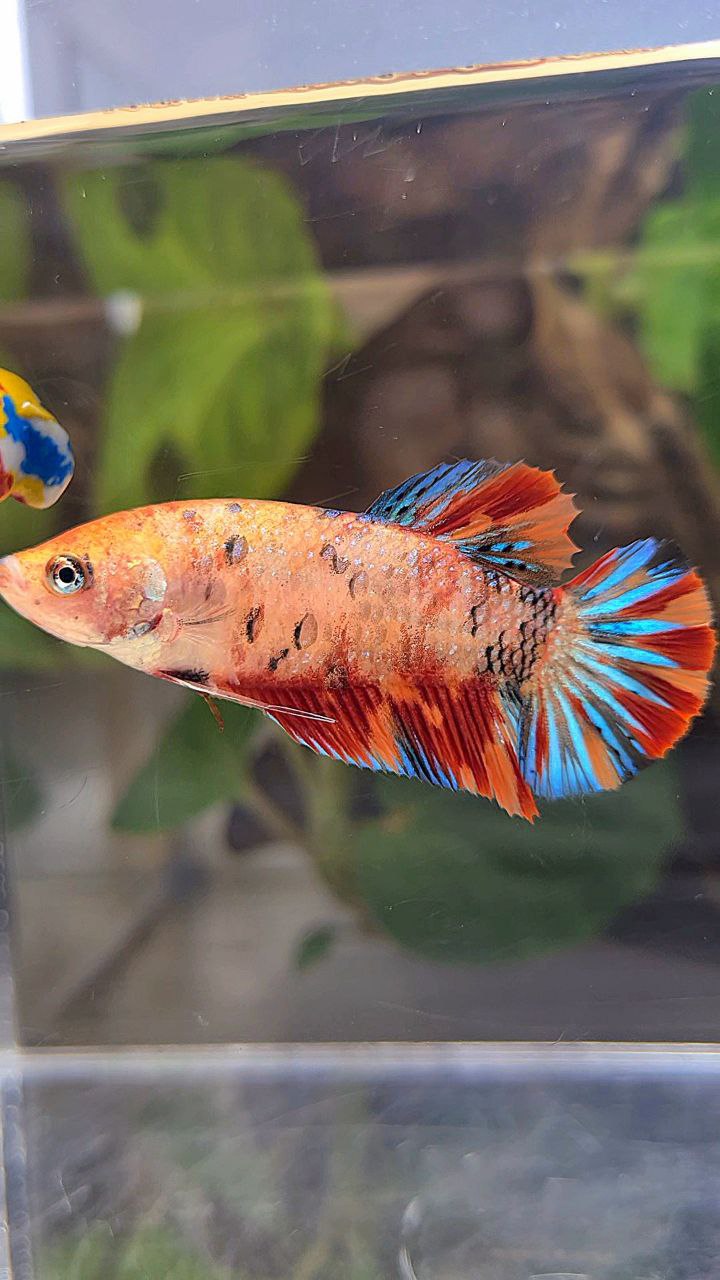 PLAKAT METTALIC ORANGE FIRE MULTICOLOR BETTA FISH