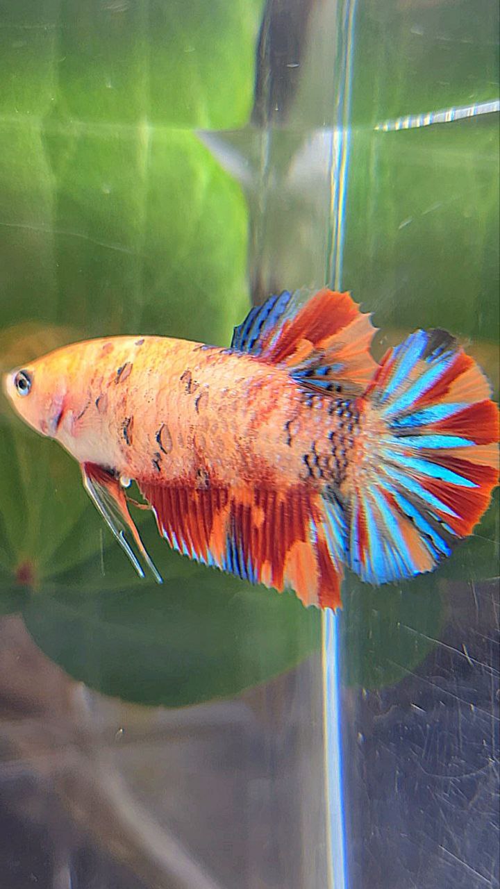 PLAKAT METTALIC ORANGE FIRE MULTICOLOR BETTA FISH