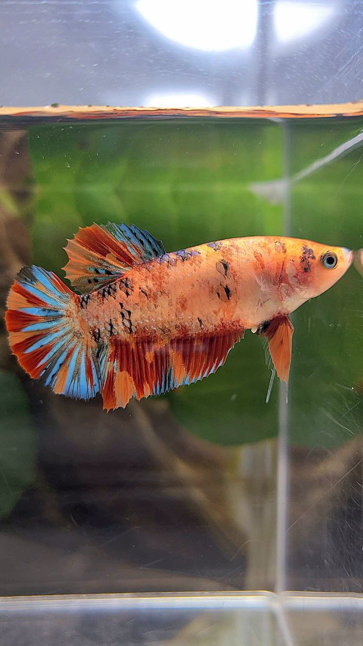 PLAKAT METTALIC ORANGE FIRE MULTICOLOR BETTA FISH