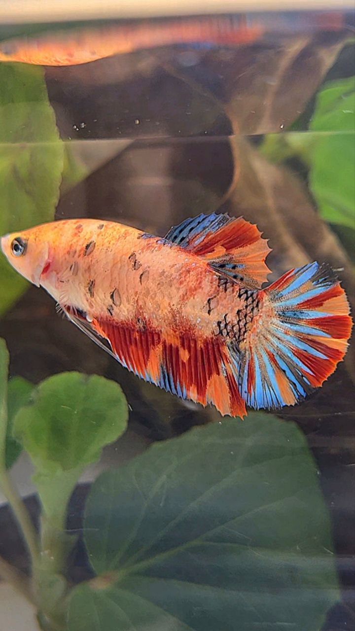PLAKAT METTALIC ORANGE FIRE MULTICOLOR BETTA FISH