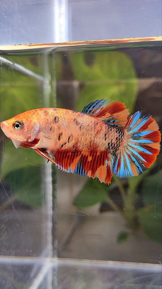 PLAKAT METTALIC ORANGE FIRE MULTICOLOR BETTA FISH