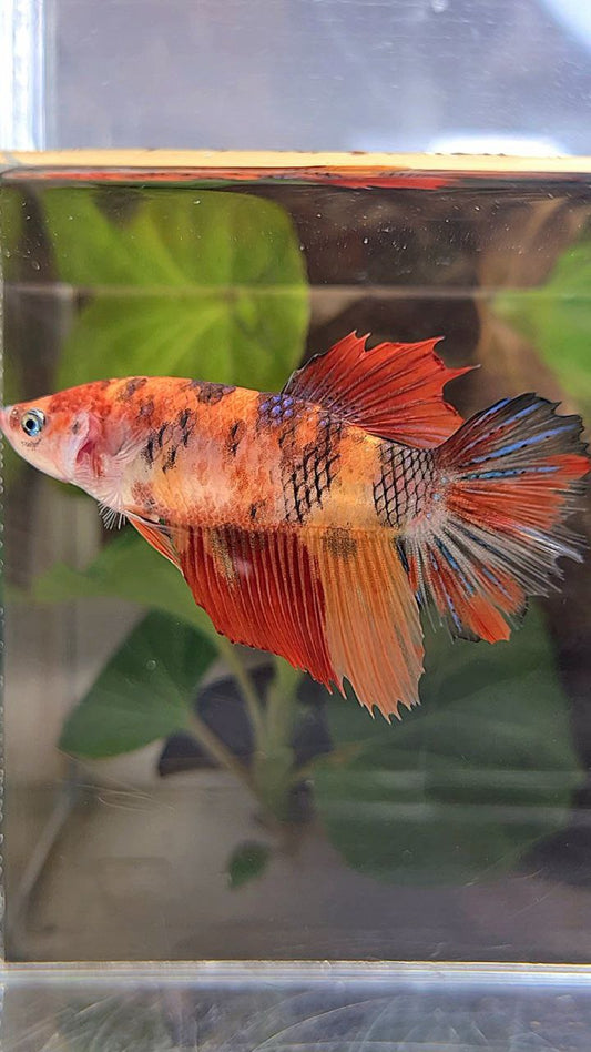 FEMALE HALFMOON KOI NEMO MULTICOLOR BETTA FISH