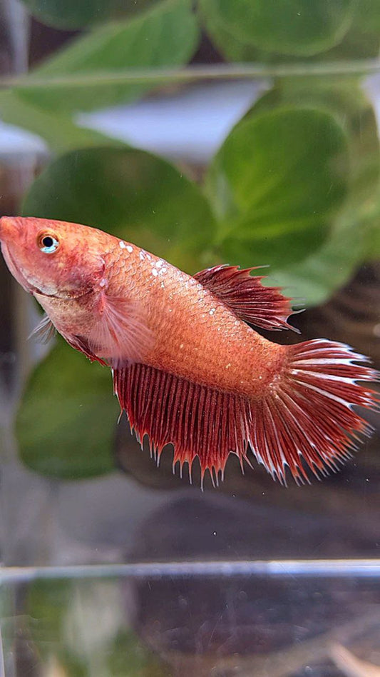 FEMALE HALFSUN RED GOLD GALAXY BETTA FISH