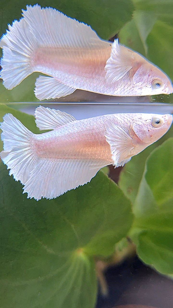 FEMALE HALFMOON BIG EAR WHITE PLATINUM BETTA FISH