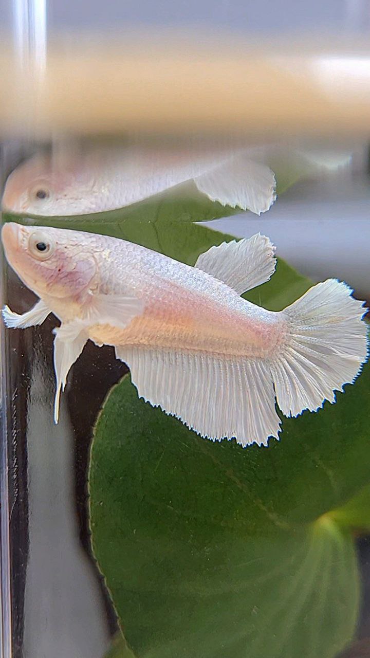 FEMALE HALFMOON BIG EAR WHITE PLATINUM BETTA FISH