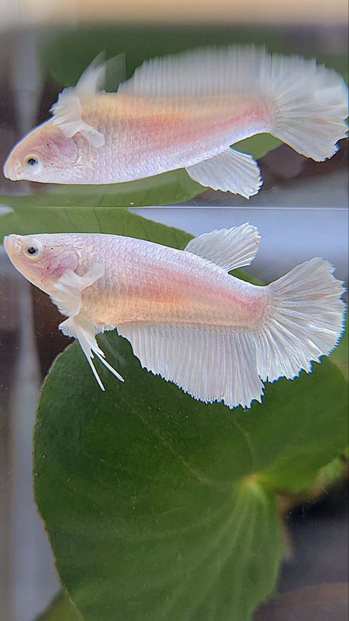 FEMALE HALFMOON BIG EAR WHITE PLATINUM BETTA FISH